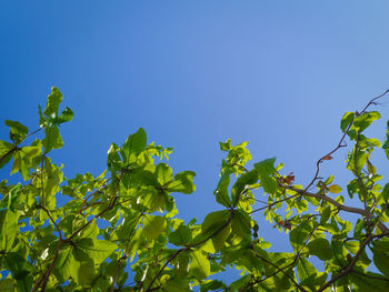 Low angle view of leaves against clear blue sky