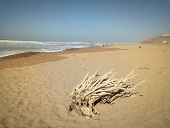 Driftwood on beach against sky