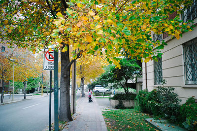 Road amidst trees during autumn