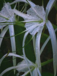 Close-up of water drops on leaves