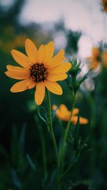 Close-up of yellow flower