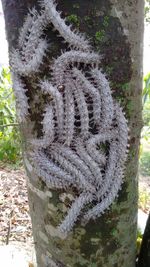 Close-up of tree trunk