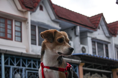 Dog looking away in a building