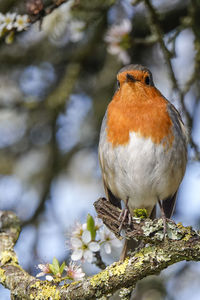 Close-up of a bird perching on a tree