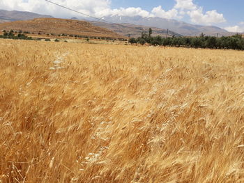 Scenic view of field against sky