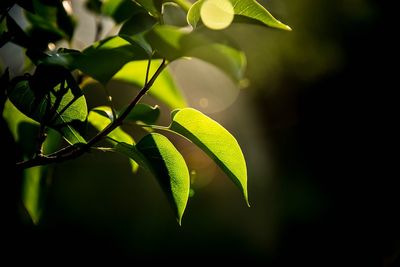 Close-up of green leaves