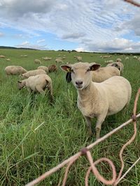 Sheep in a field