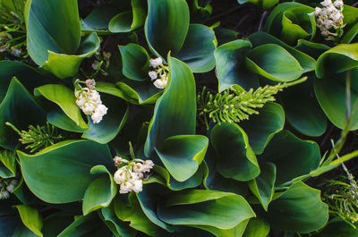 Close-up of succulent plant