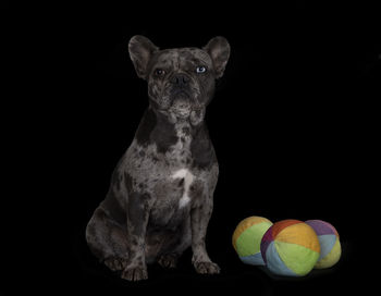 Portrait of dog against black background