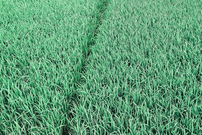 Full frame shot of agricultural field