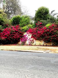 Road by trees and plants