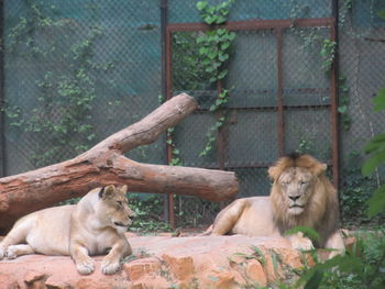 Lion and lioness relaxing against the wall