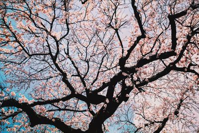 Low angle view of pink flower tree