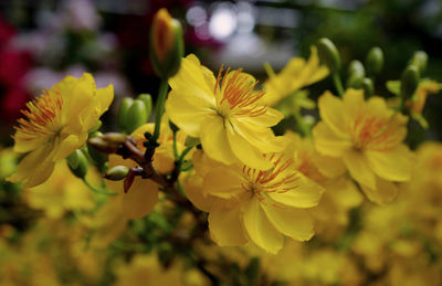 Close-up of yellow flowering plant