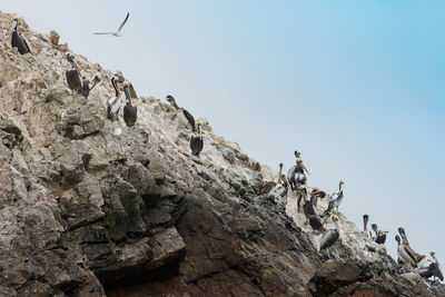 Low angle view of pelicans perching on rock formation against clear sky