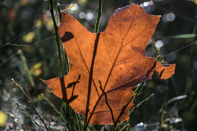 Close-up of autumn leaf on grass