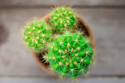 Close-up of cactus plant