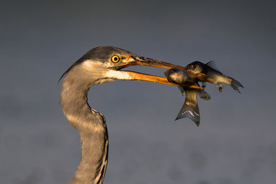 Close-up of a bird