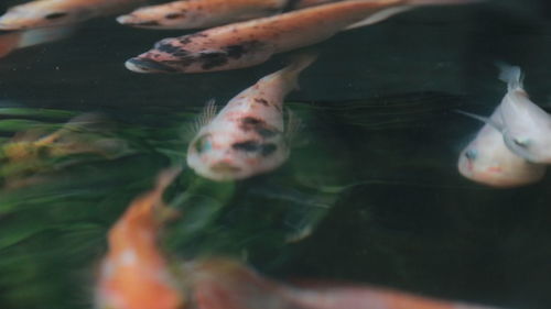 Close-up of koi fish in sea