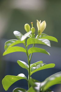 Close-up of white flowering plant