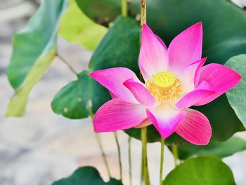 Close-up of pink water lily