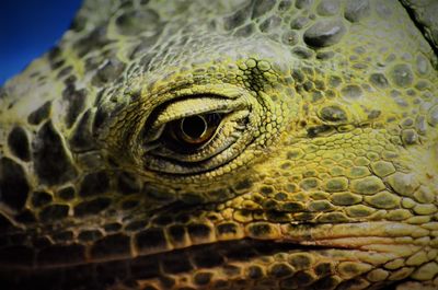 Close-up of a lizard