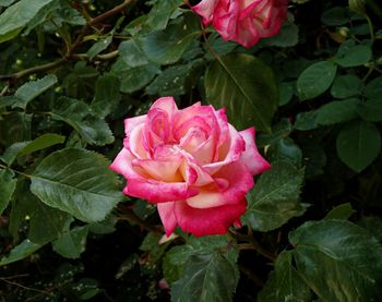 Close-up of pink rose