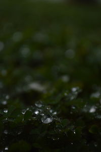 Full frame shot of water drops on leaf