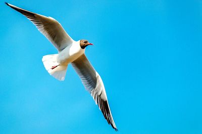 Low angle view of black-headed gull against clear sky