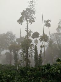 Trees in forest against sky