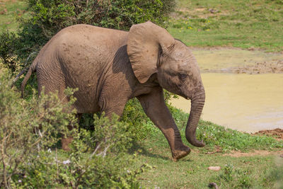 Elephant standing on field