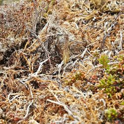 Close-up of grass growing on field