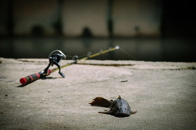 Dead fish by fishing rod at harbor