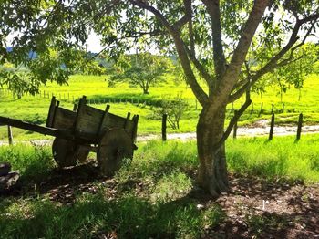 Trees on grassy field