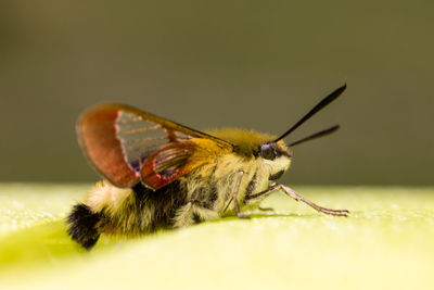 Close-up of insect