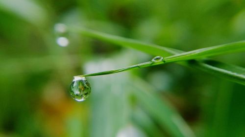 Drops of water on a blade of grass, this photo brings the feel of a cool morning and looks fresh.

