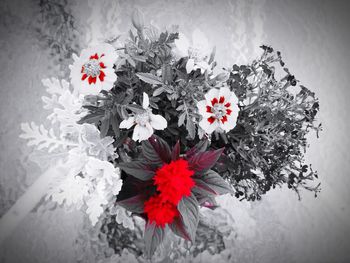 High angle view of red flowering plant