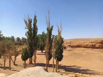 Trees on desert against clear blue sky
