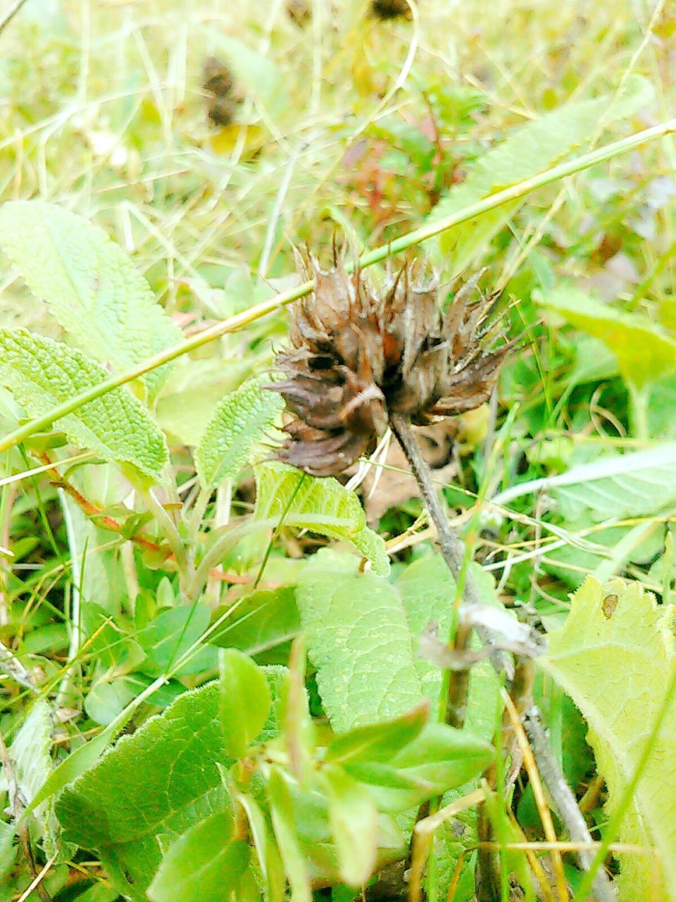 growth, insect, green color, leaf, plant, animal themes, animals in the wild, close-up, nature, focus on foreground, one animal, wildlife, beauty in nature, freshness, day, outdoors, selective focus, fragility, no people, flower