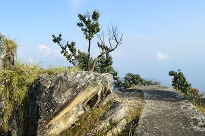 Plants growing on land against sky