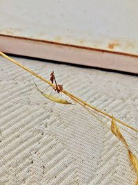 High angle view of ant on wall