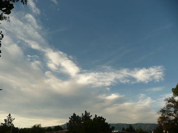 Low angle view of trees against sky