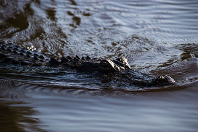 View of turtle swimming in water