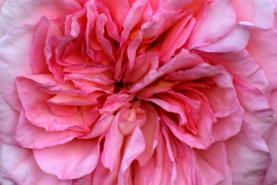 Close-up of pink rose