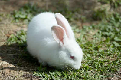 Close-up of white rabbit on field