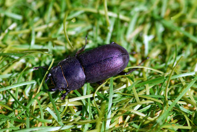 Close-up of fly on grass in field