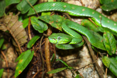 Close-up of green lizard on plant