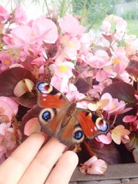 Close-up of cropped hand holding plant