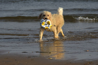 Dog standing on beach