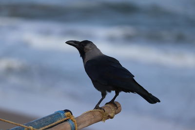 Close-up of white necked indian street or wild black crow bird on the beach with blur beach 

